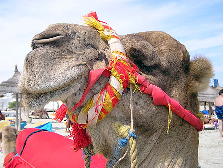 dromadaire sur la plage