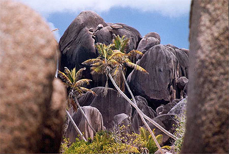 Granit et cocotiers