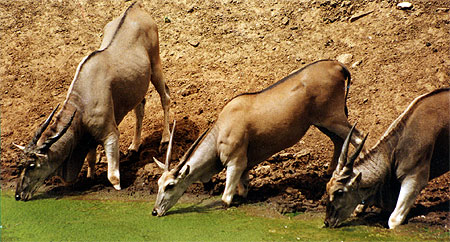 Elands du cap 