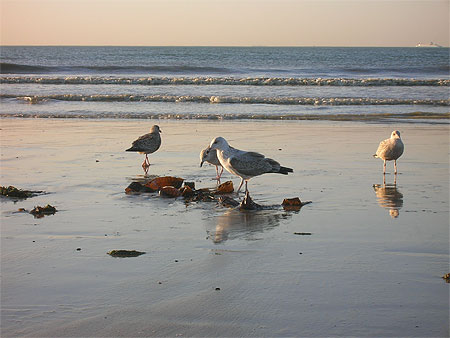 Mouettes