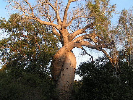 Baobabs amoureux