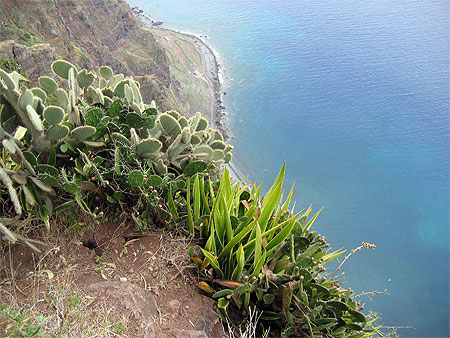Castus