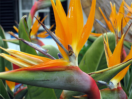 Strelizia ou oiseau de paradis