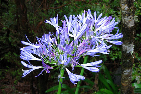 Agapanthe bleue