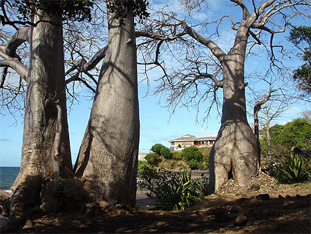 Baobab