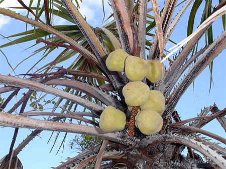 Fruits