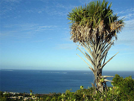 Arbre