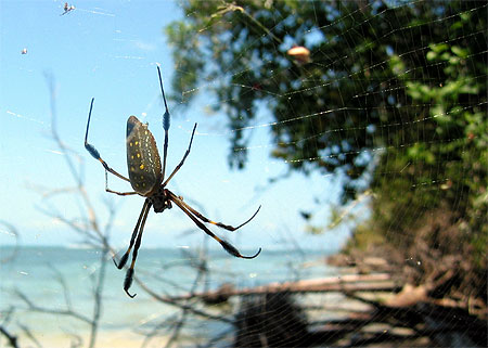 Arachnides ; Le filet est tendu!
