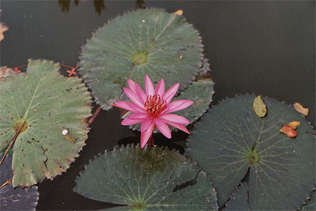 fleur de lotus