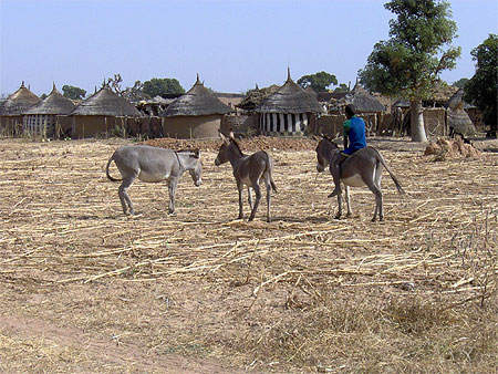 concession du village de wayindi