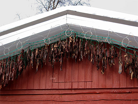 Viande de renne s�chant