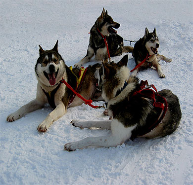 Chiens de traineau
