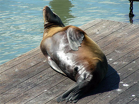 Lion marin � Pier 39