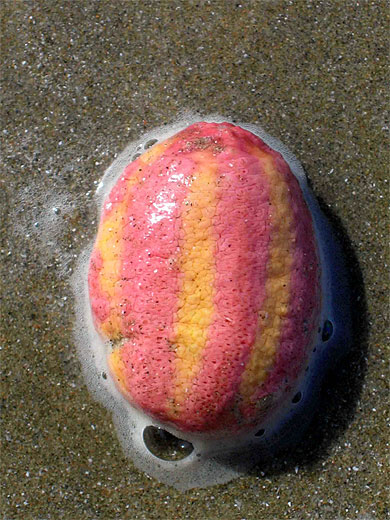 Mollusque