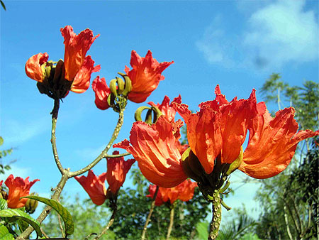 Fleurs