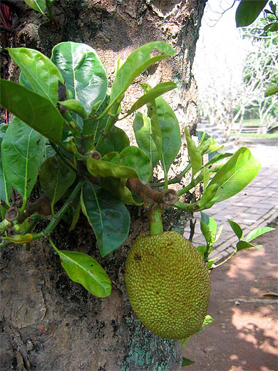 Jackfruit