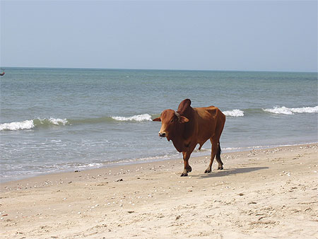 Vache � la plage