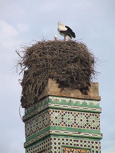 Cygognes