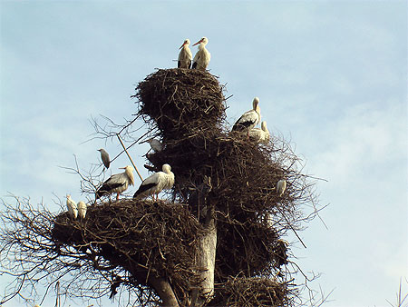 famille de cygogne