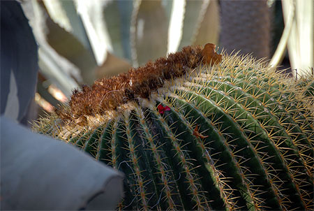 Cactus du jardin de Majorelle