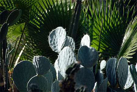 For�t de cactus