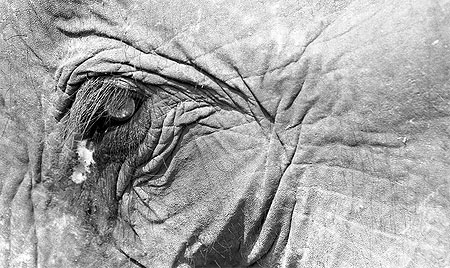El�phant