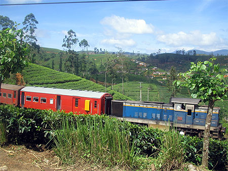 Train dans les plantations de th�