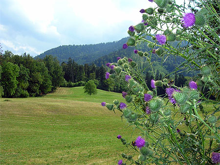 Montagnes et bourdons