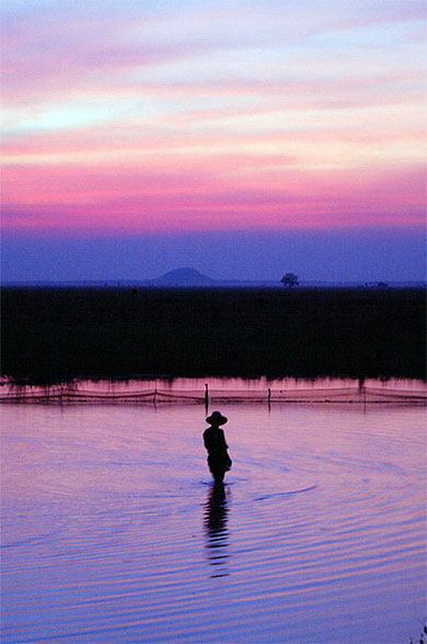 Coucher de soleil sur les rizi�res