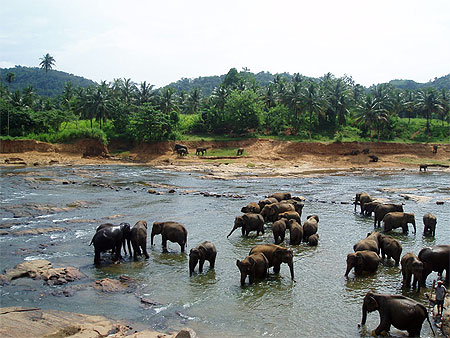 Orphelinat des �l�phants