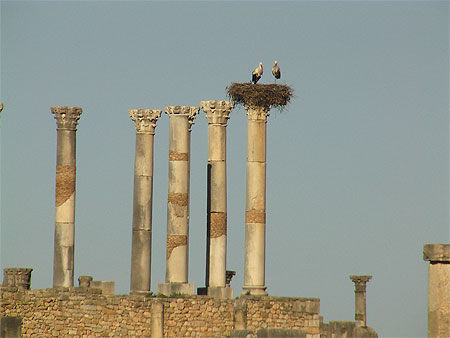 Volubilis