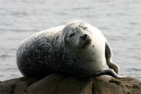 Phoque Gris