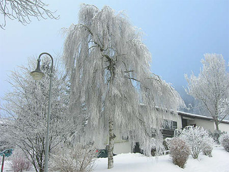 Saule et Glace
