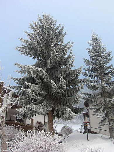 Sapin d�cor� de glace