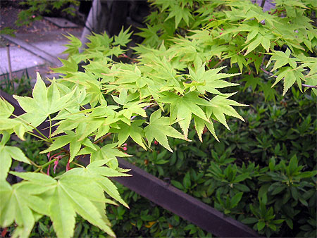 Arbre japonais