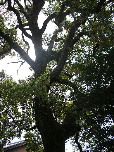 Arbre japonais
