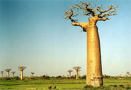 Baobabs et Rizi�res
