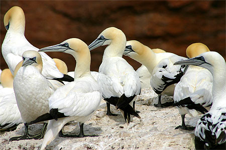 Un gang de fous