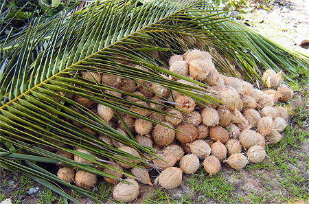 R�serve de noix de coco