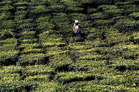 Plantations de th�