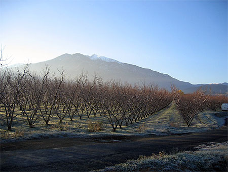 Champ de p�chers l'hiver