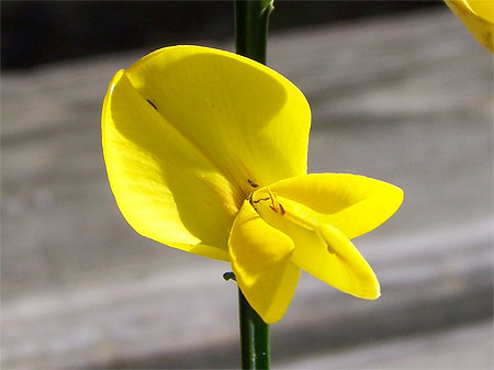 Fleur de gen�t