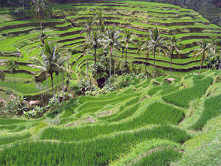 Rizi�res Pujung