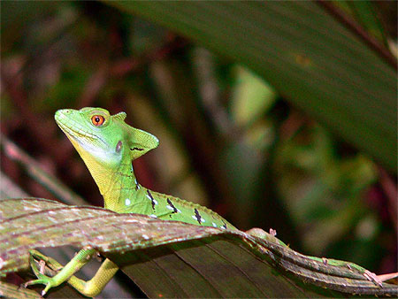 Le basilic