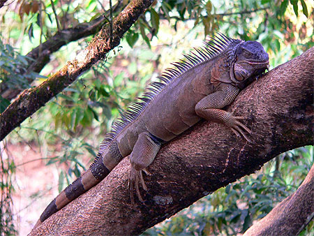 Iguane