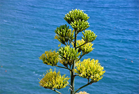 Fleurs de cactus