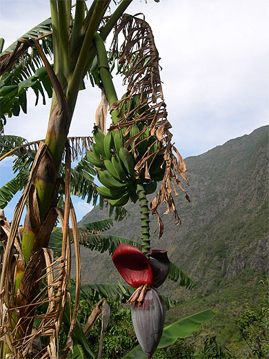 Baba Figue