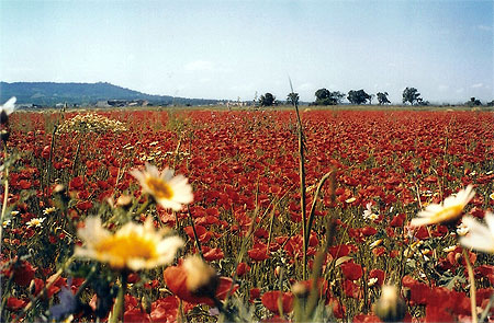 Coquelicots
