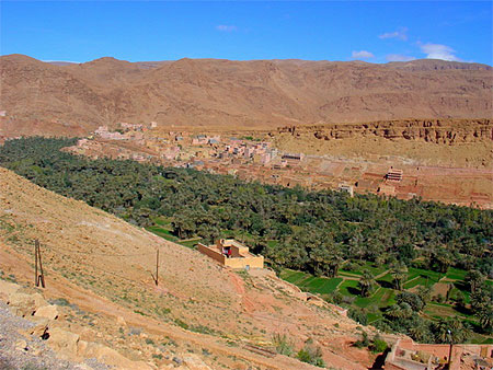 Palmeraie