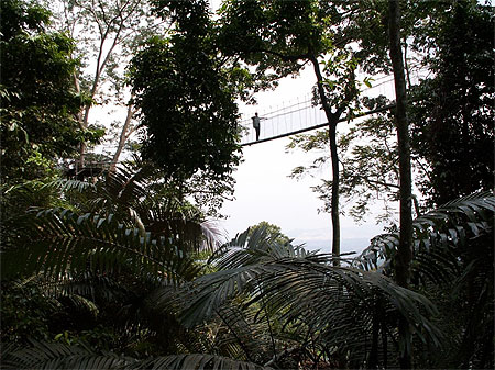 Canopy walk